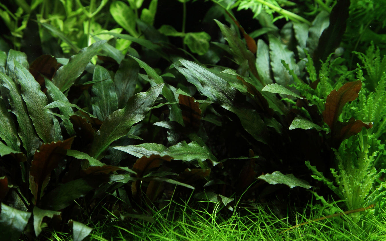 Cryptocoryne beckettii 'Petchii'