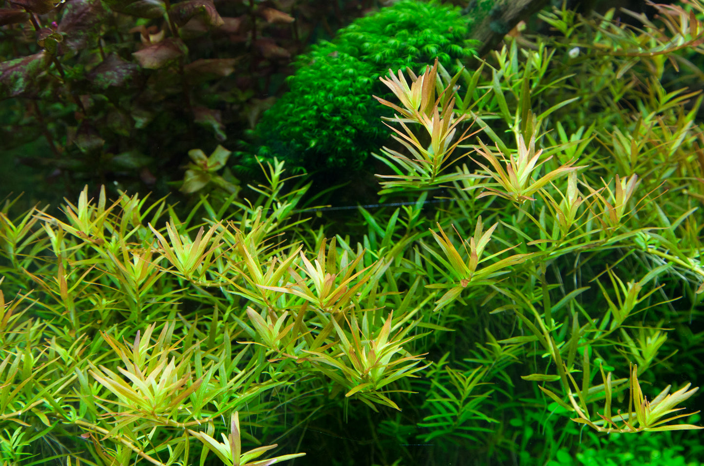 Rotala rotundifolia 'H'ra'