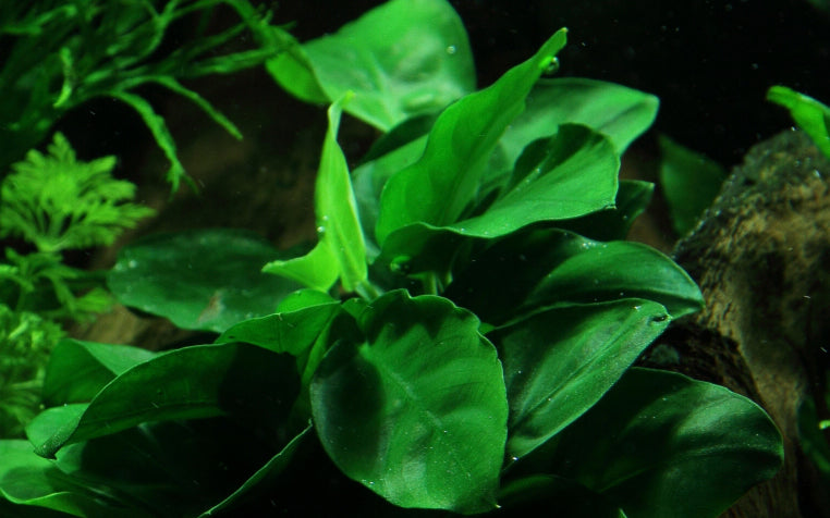 Anubias barteri var. nana on Lava Rock