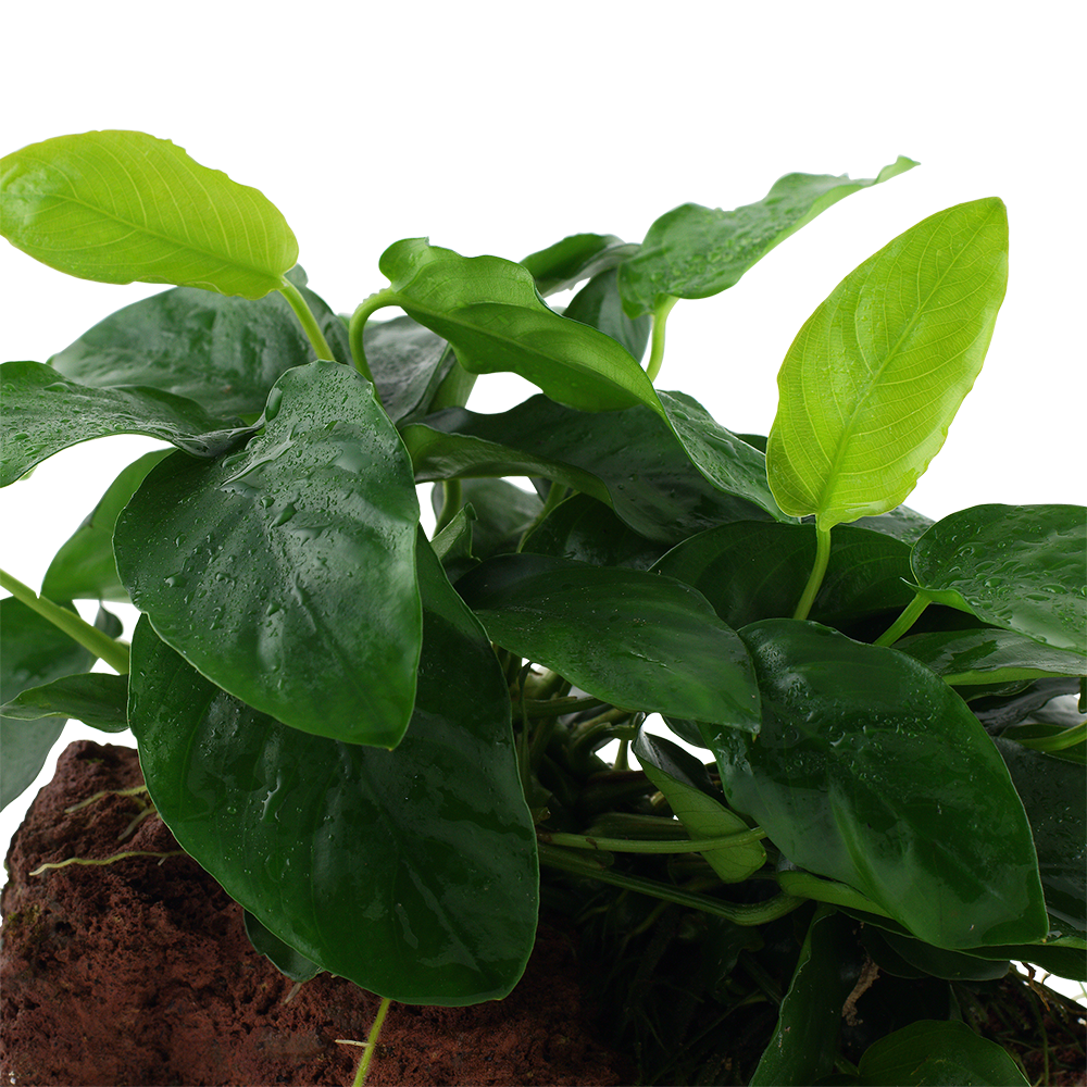 Anubias berteri nana on rock