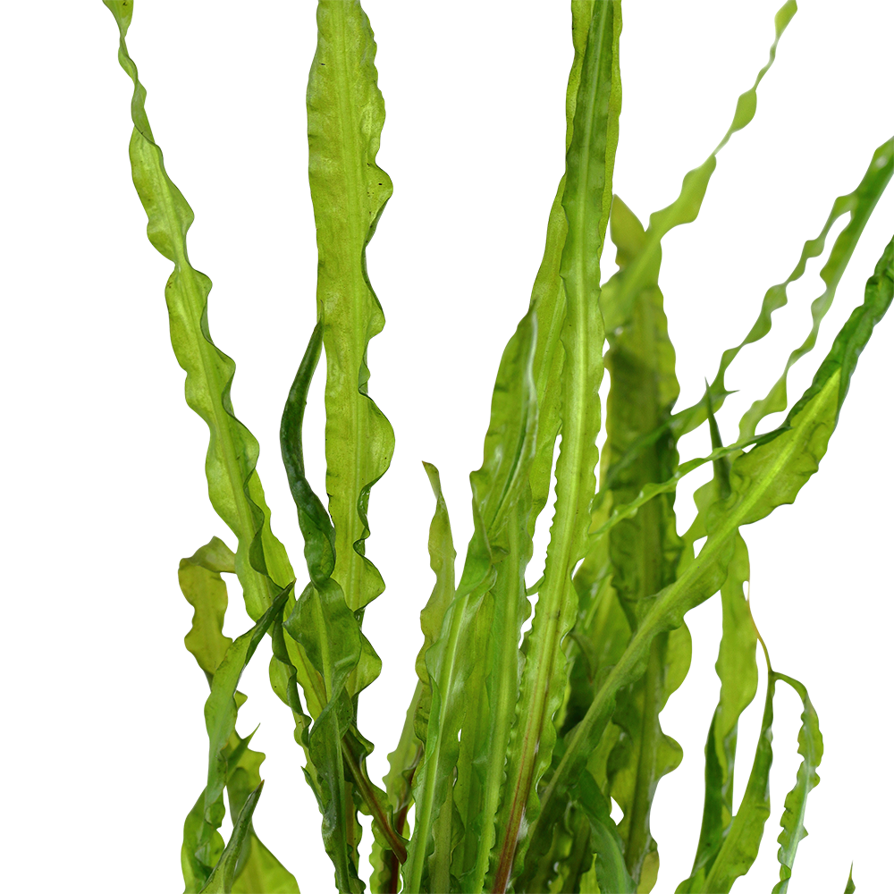 Cryptocoryne crispatula