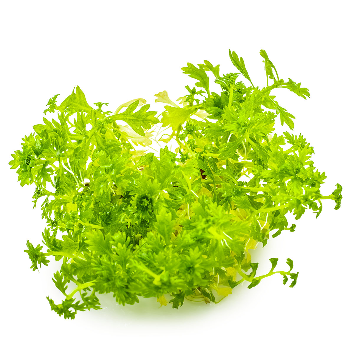 Hottonia Palustris TC