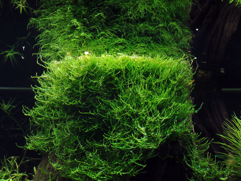 Taxiphyllum barbieri 'Bogor Moss'