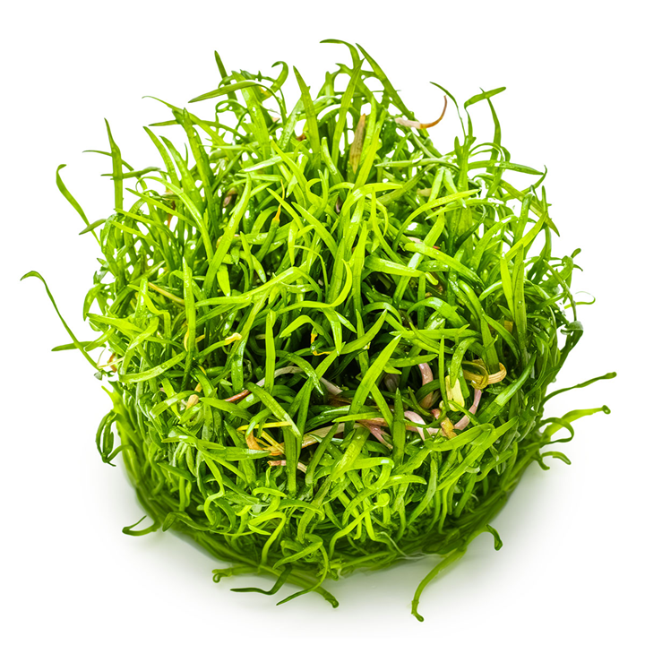 Lilaeopsis Brasiliensis