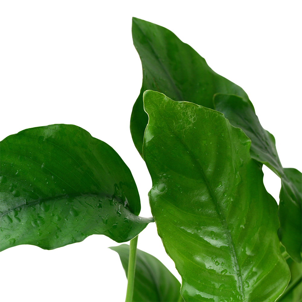 Anubias barteri var. barteri