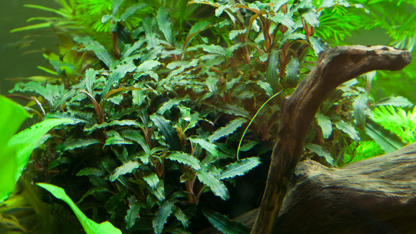 Becephalandra sp. 'Red'