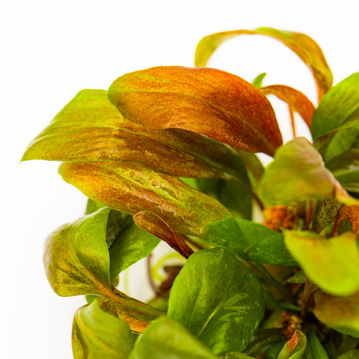 Lysimachia Parvifolia 'Red'