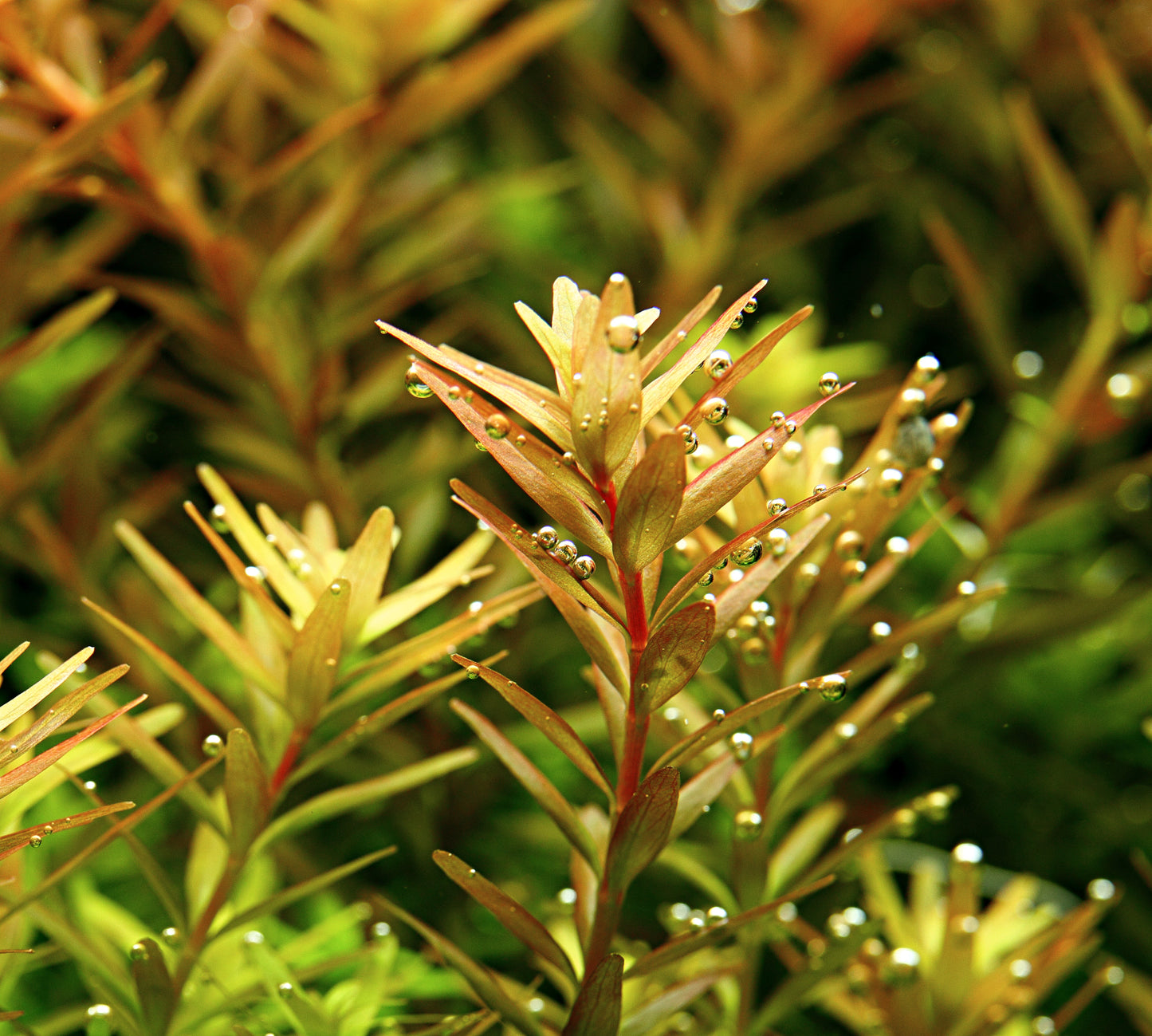 Rotala rotundifolia