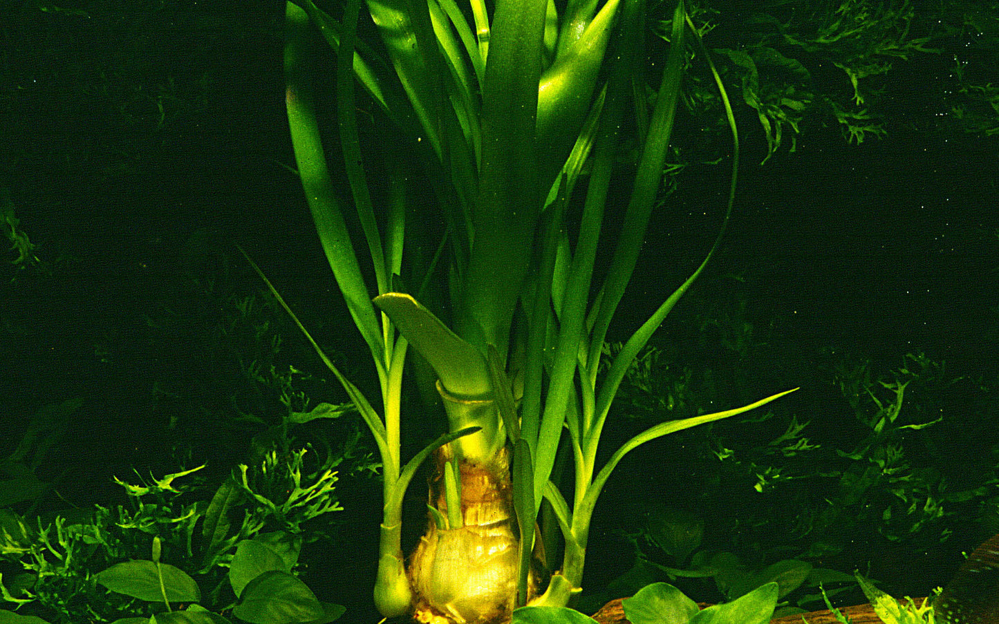 Crinum thaianum