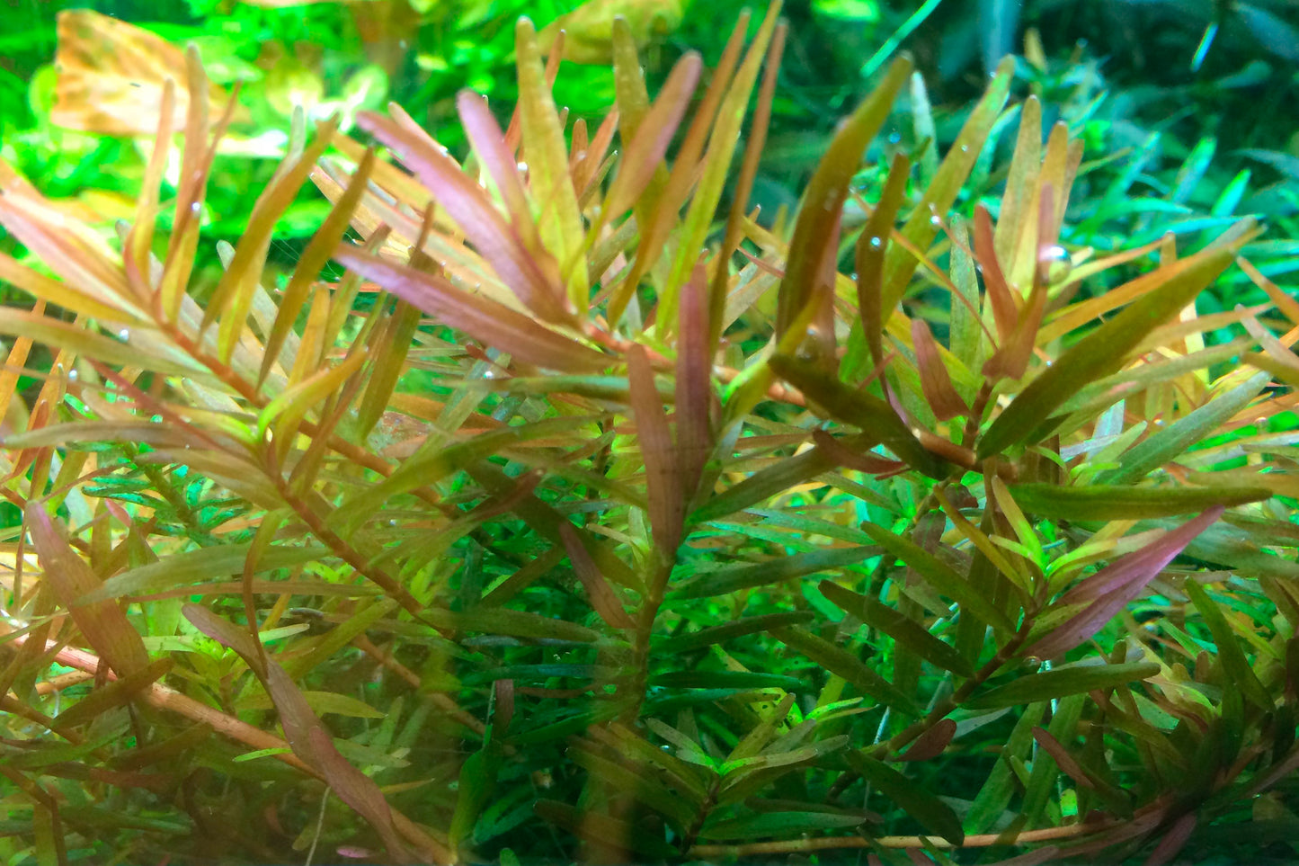 Rotala rotundifolia 'H'ra'