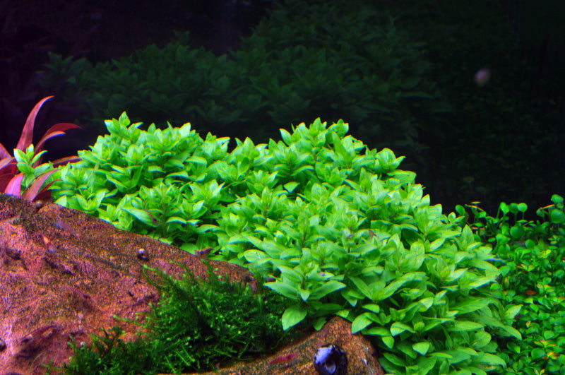 Staurogyne Repens