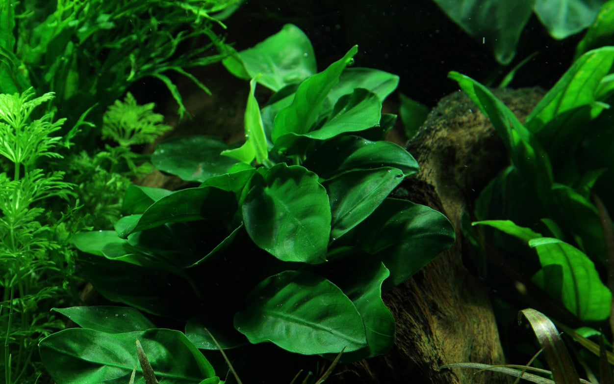 Anubias berteri nana on rock