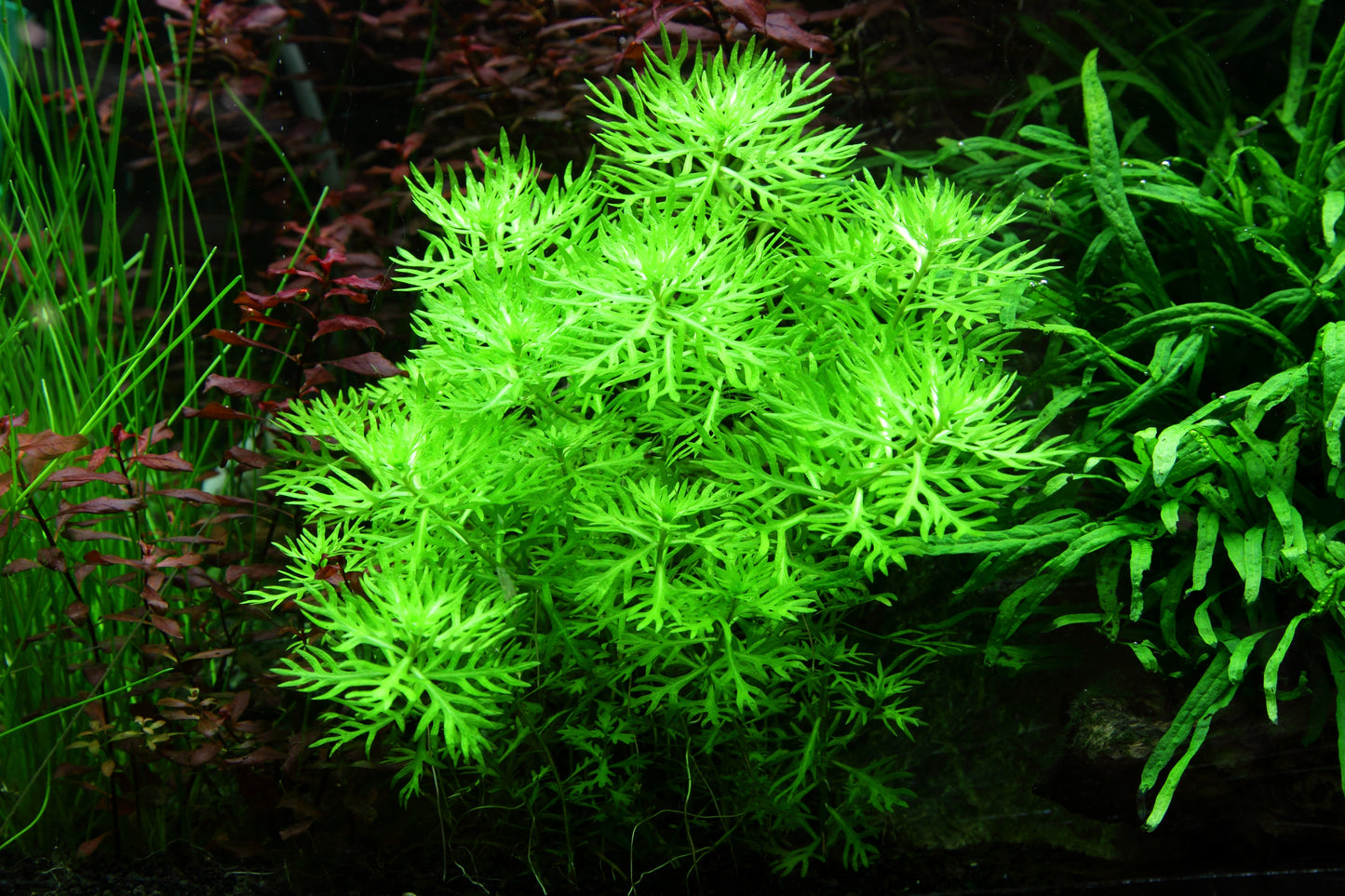 Hottonia Palustris TC