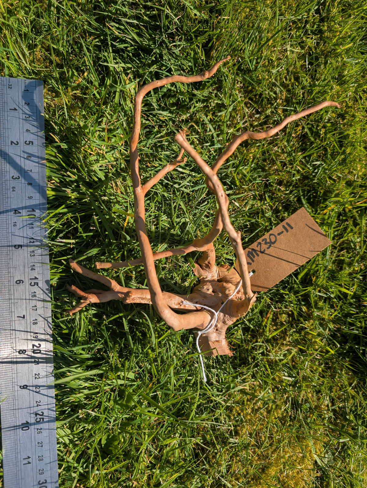 Red Moor Wood (20-30cm) Number 11