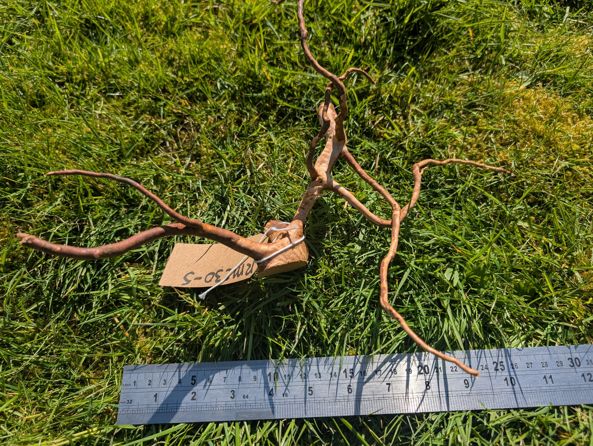 Red Moor Wood (20-30cm) Number 5