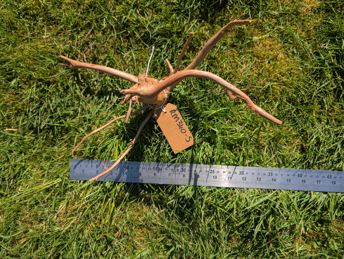 Red Moor Wood (30-40cm) Number 5