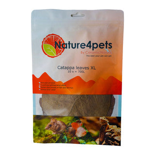 Catappa Leaves XL x 10