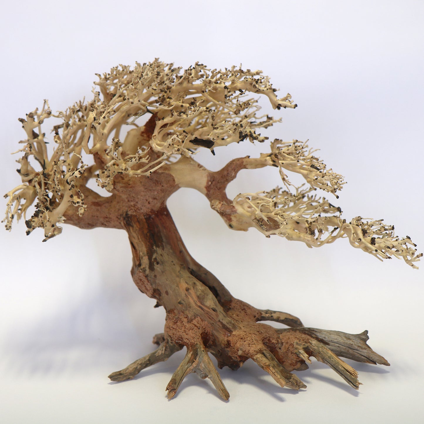 Romantic Bonsai Wood Large