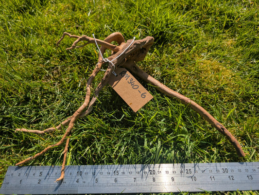 Red Moor Wood (30-40cm) Number 6