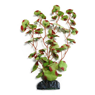 30cm Silk Red-Edged Hydrocoytle